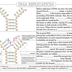 Protein analysis lab worksheet answers