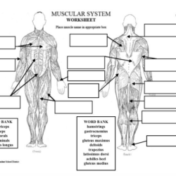 Muscular system worksheet answers pdf