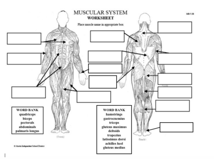 Muscular system worksheet answers pdf