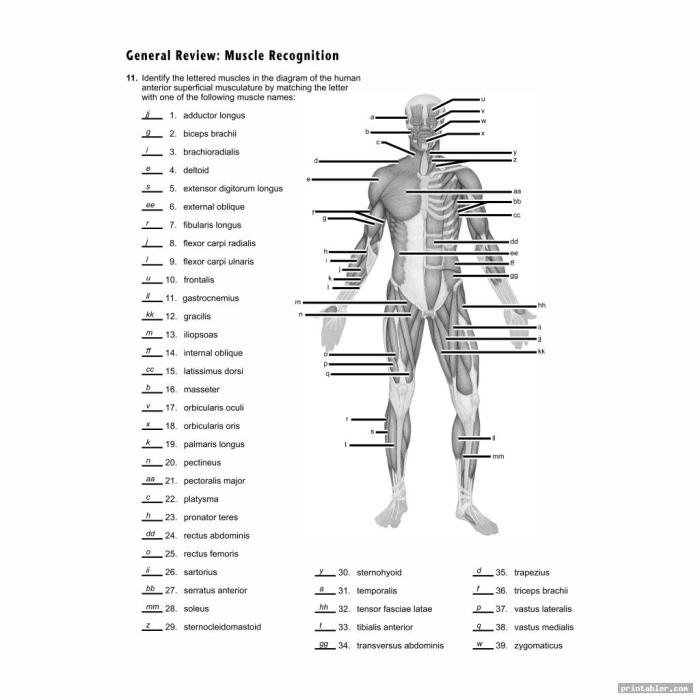 Muscular system worksheet answers pdf