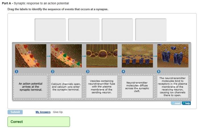 Bioflix activity how synapses work events at a synapse