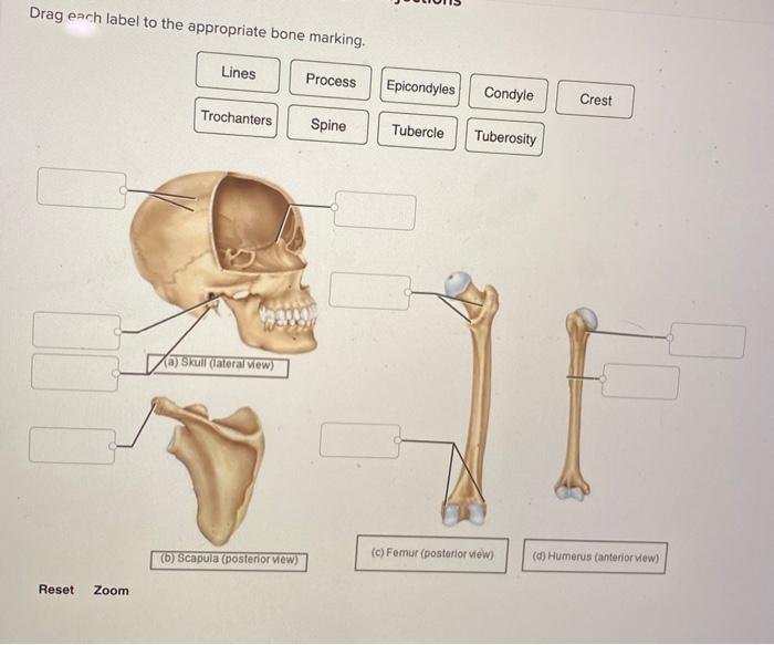 Drag each label to the appropriate bone marking.