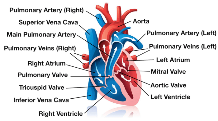 Focus figure 18.1 blood flow through the heart