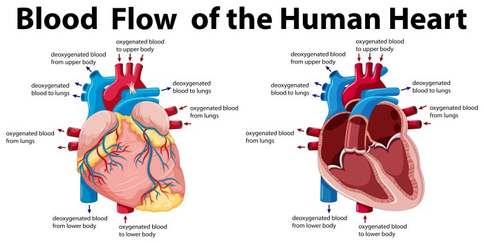 Focus figure 18.1 blood flow through the heart